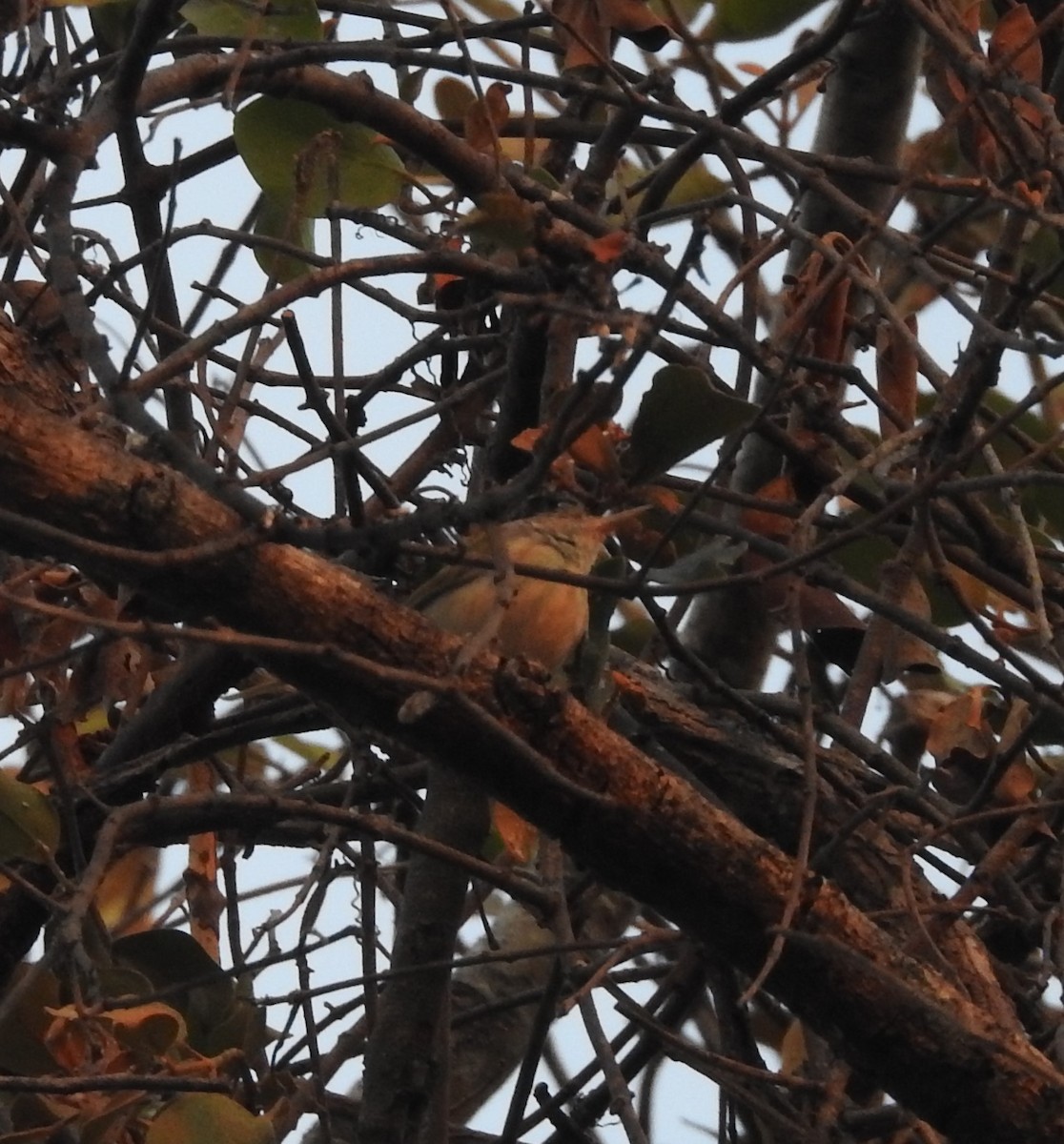 Common Tailorbird - marti ikehara