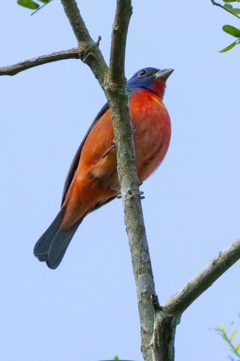 Painted Bunting - ML615879478