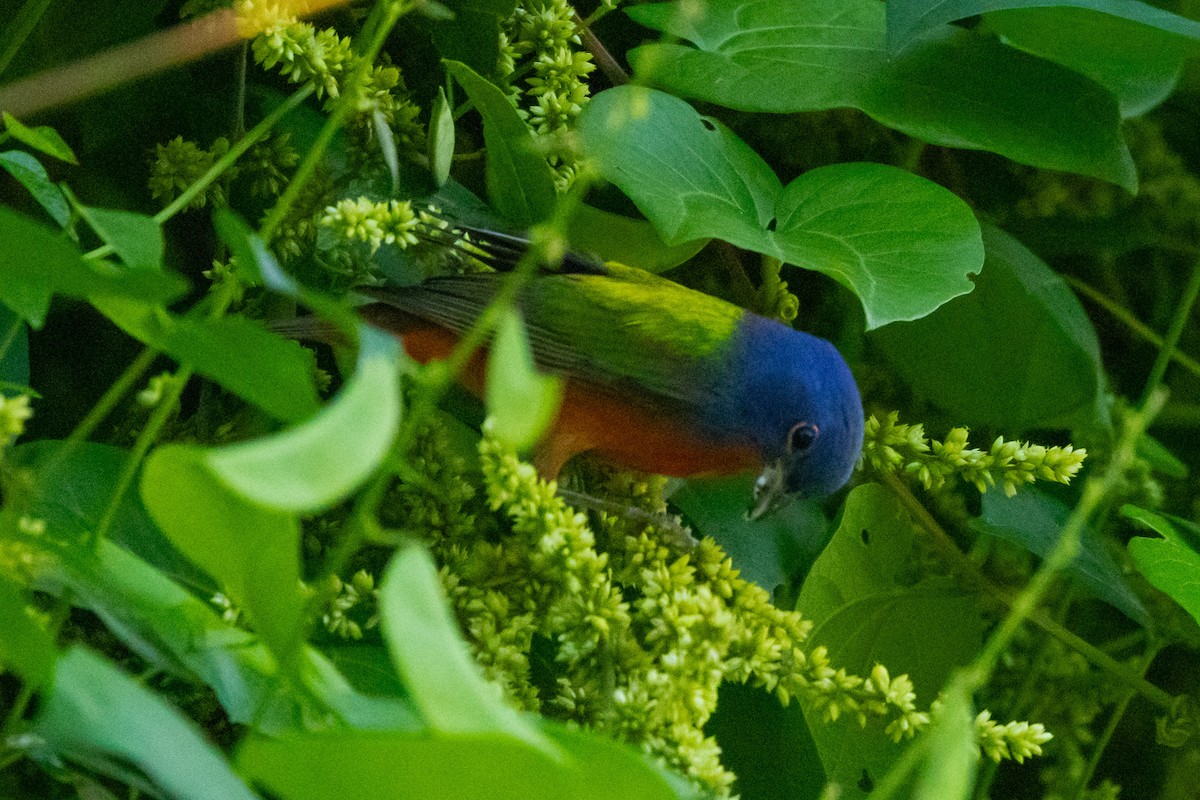 Painted Bunting - ML615879484