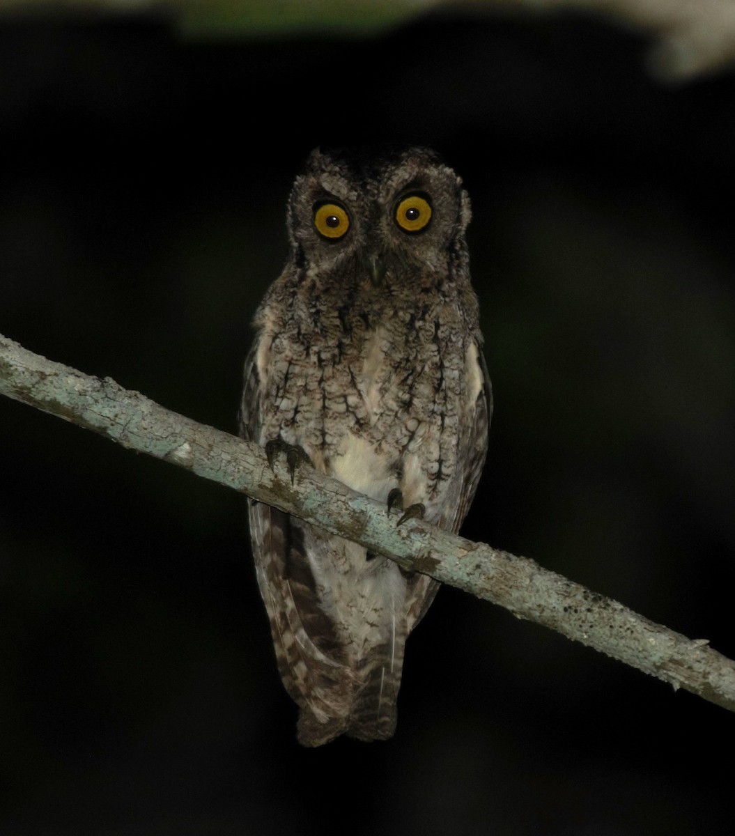 Peruvian Screech-Owl - ML615879683