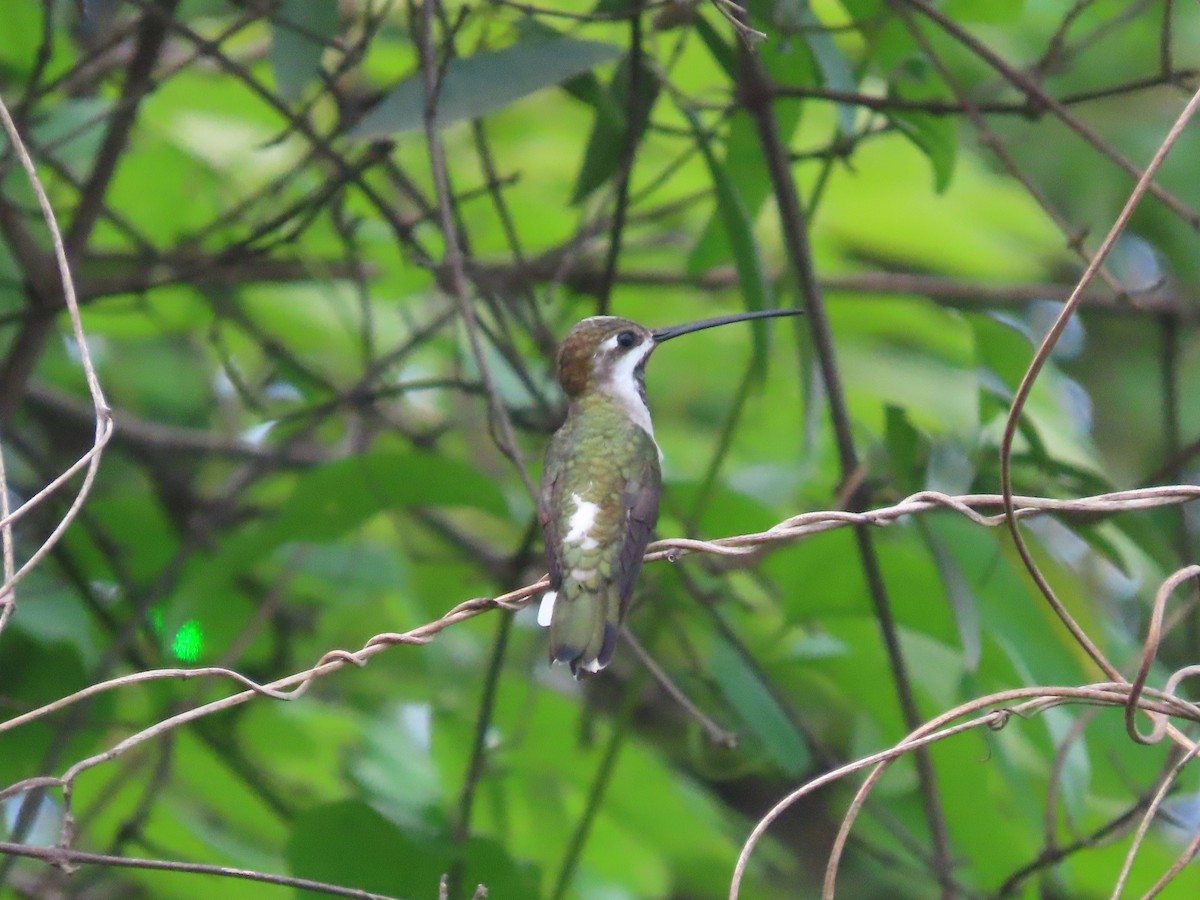 kolibřík hvězdohrdlý - ML615879719