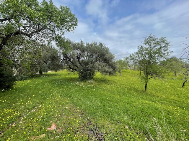 Open park-like habitat containing Great Tit; Faro, Portugal. - Great Tit - 