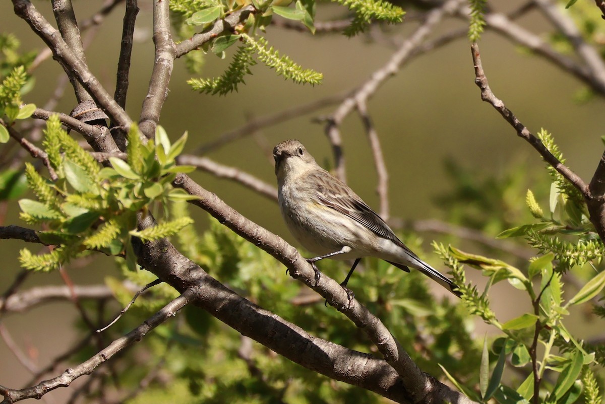 Yellow-rumped Warbler - Millie and Peter Thomas