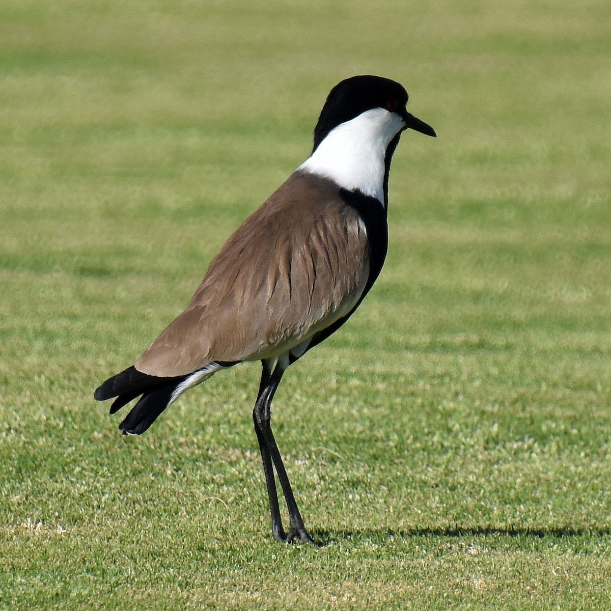 Spur-winged Lapwing - ML615879766