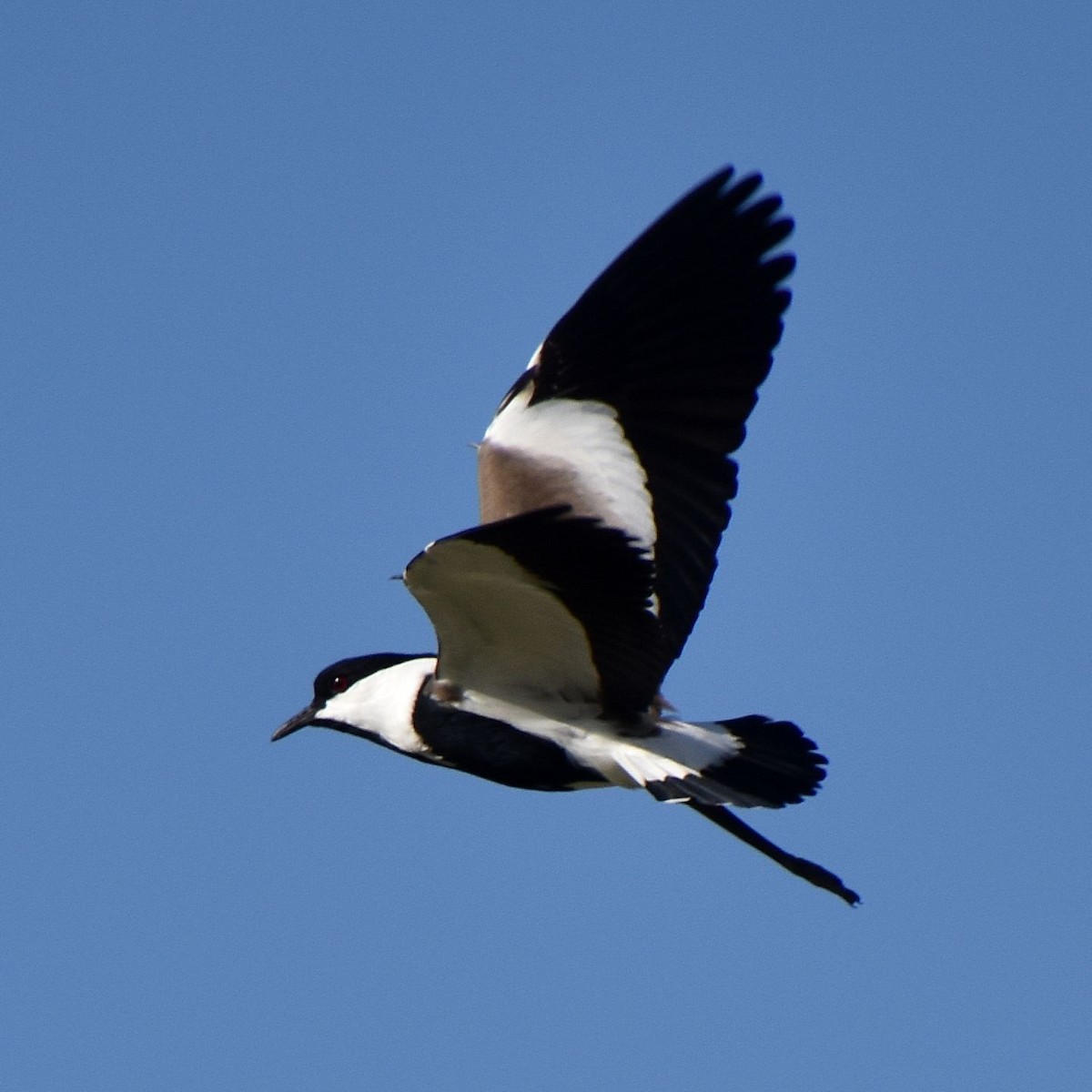 Spur-winged Lapwing - ML615879767