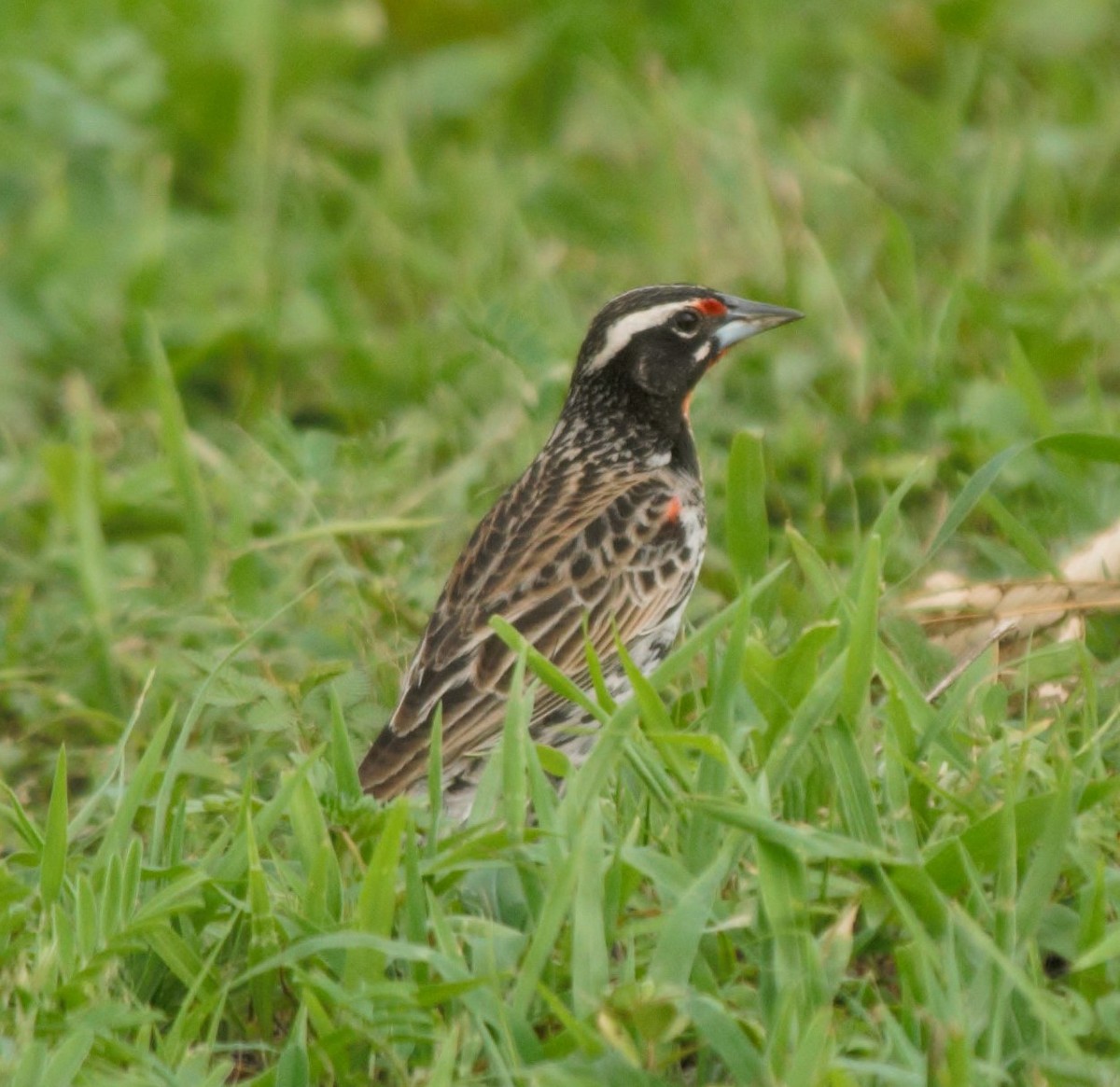 Peruvian Meadowlark - ML615879782