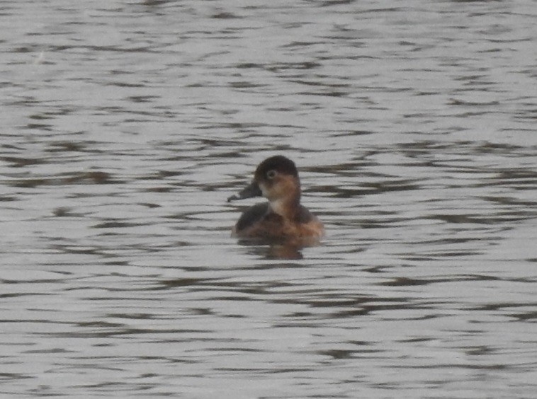 Ring-necked Duck - ML615879789