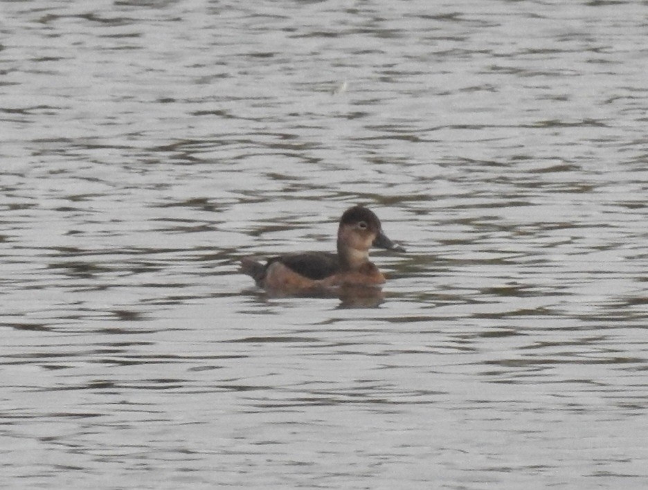 Ring-necked Duck - ML615879790