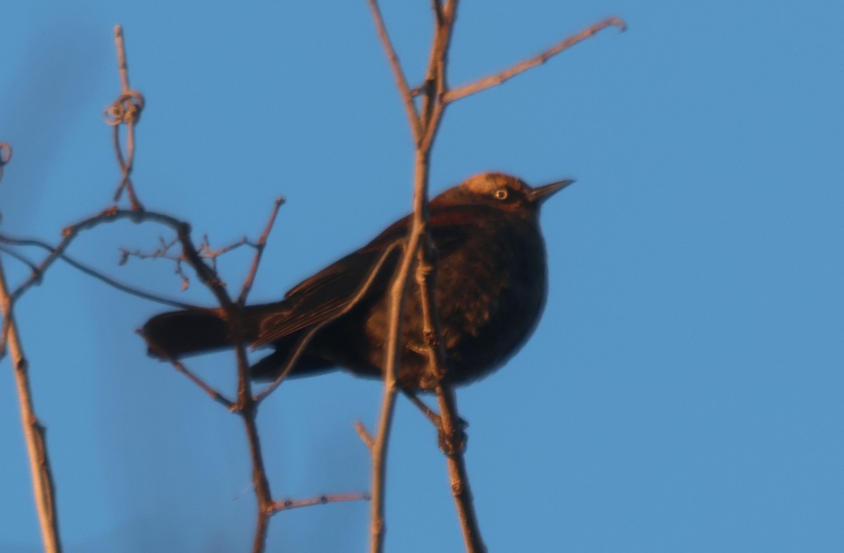 Rusty Blackbird - ML615879877