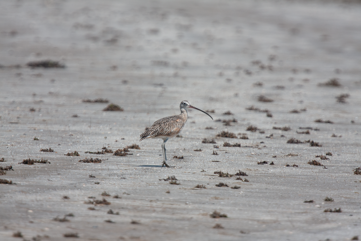 Long-billed Curlew - ML615879980
