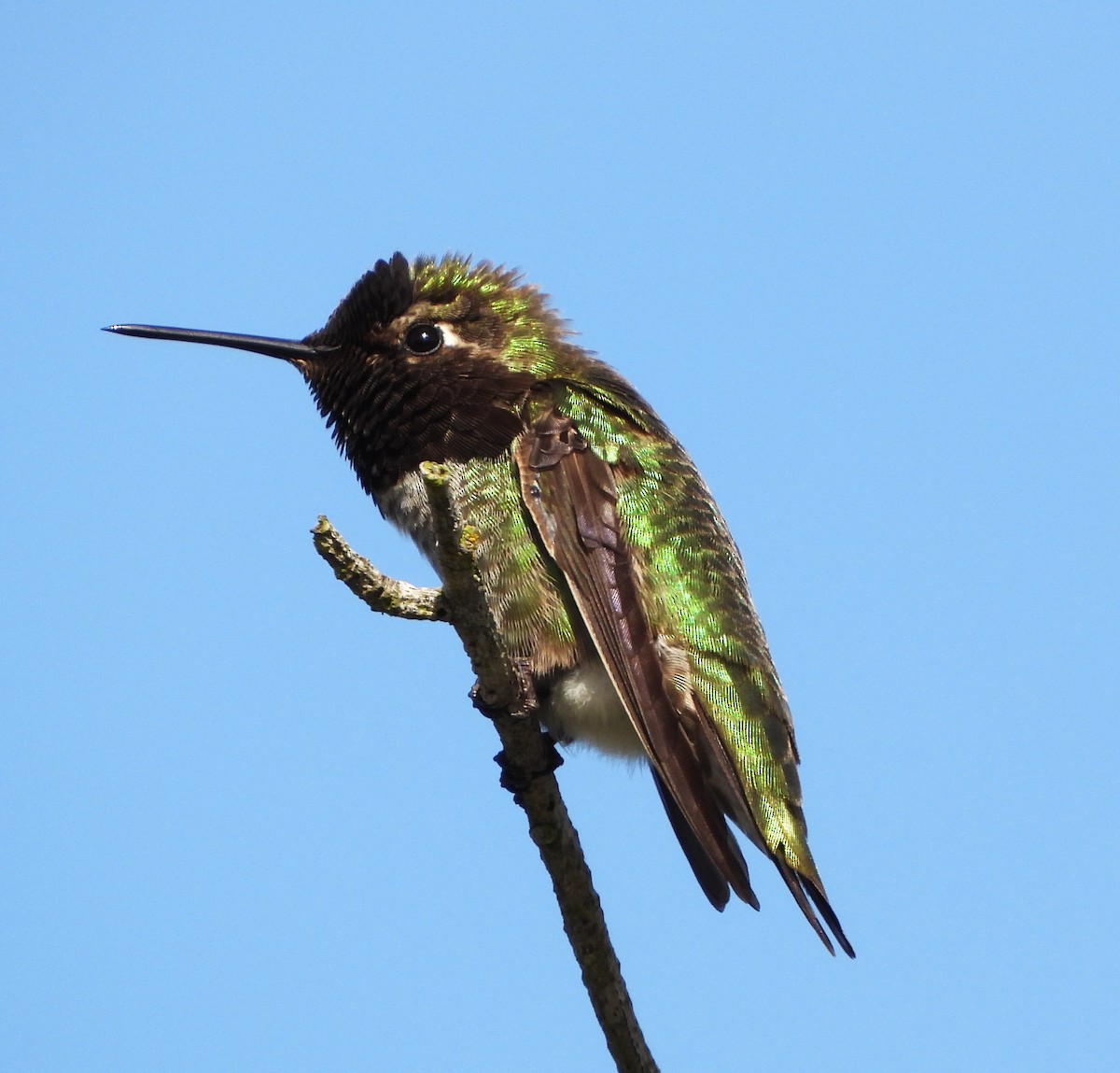Anna's Hummingbird - ML615880095