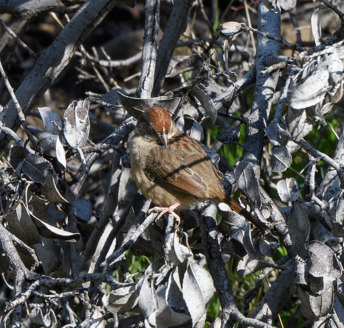 Rufous-crowned Sparrow - ML615880170