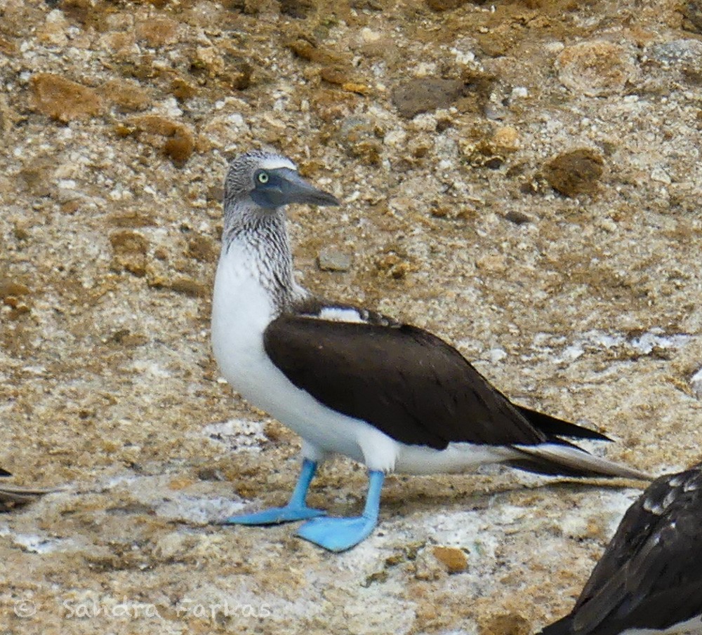 Blue-footed Booby - ML615880188