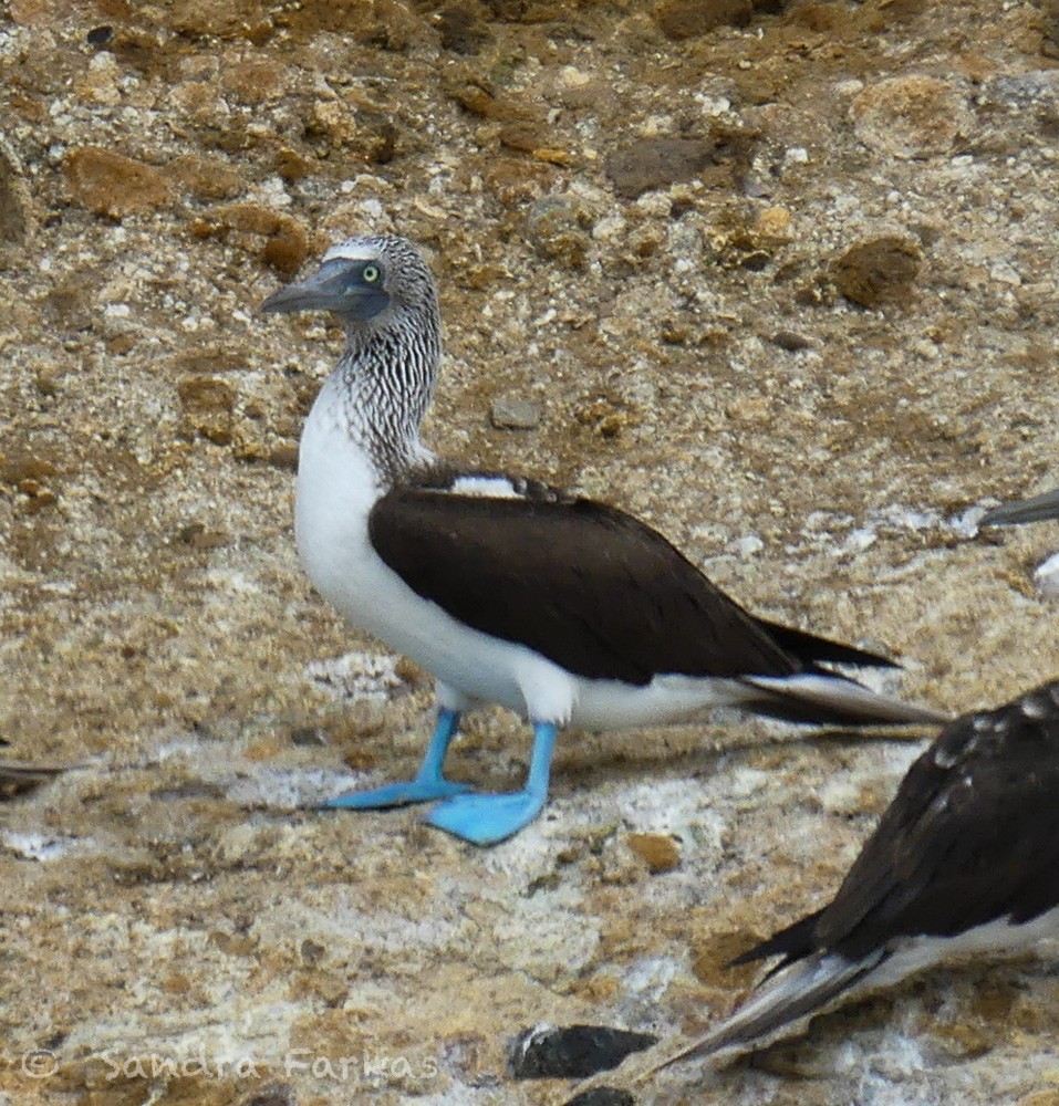 Blue-footed Booby - ML615880189