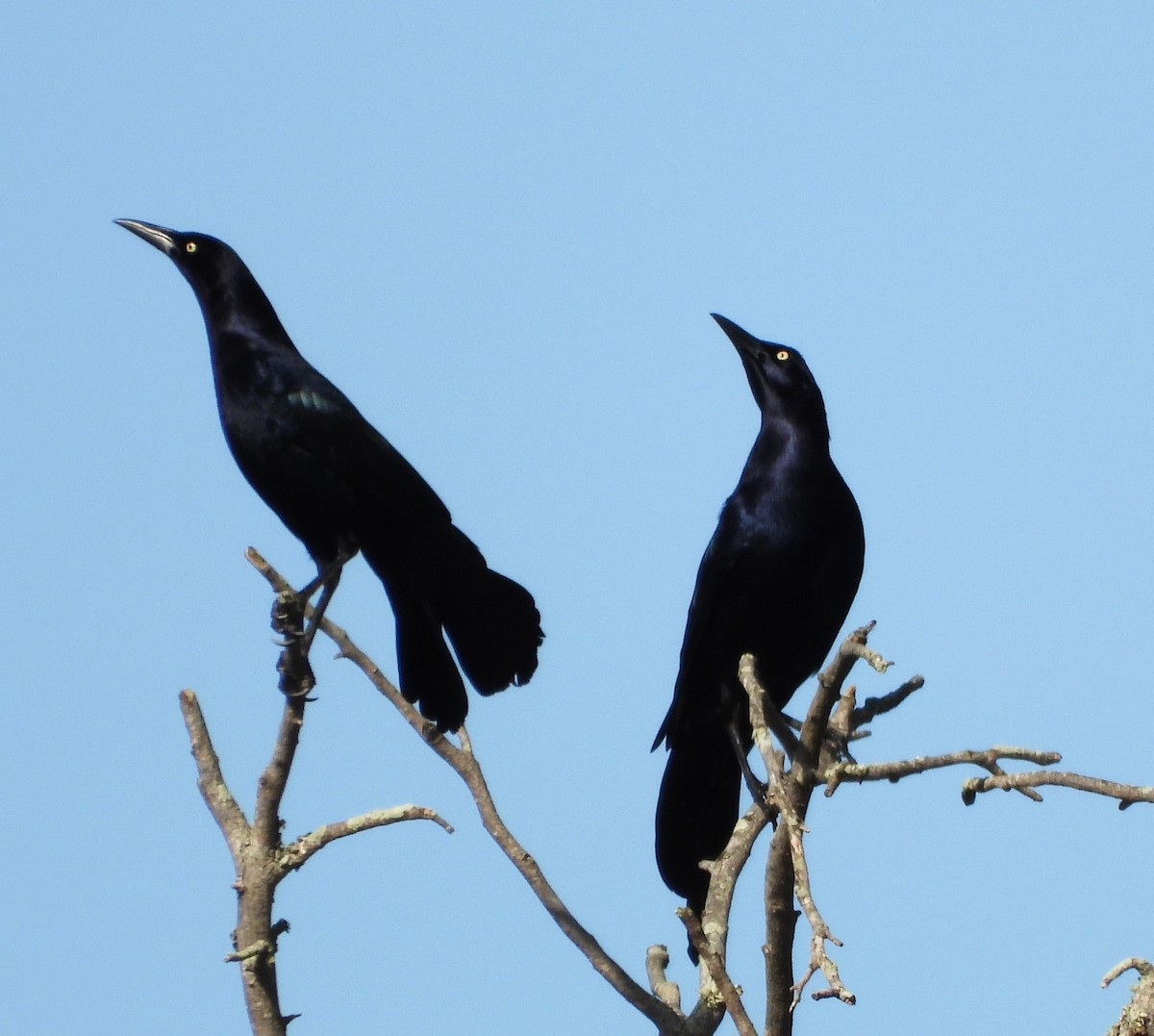 Great-tailed Grackle - ML615880221