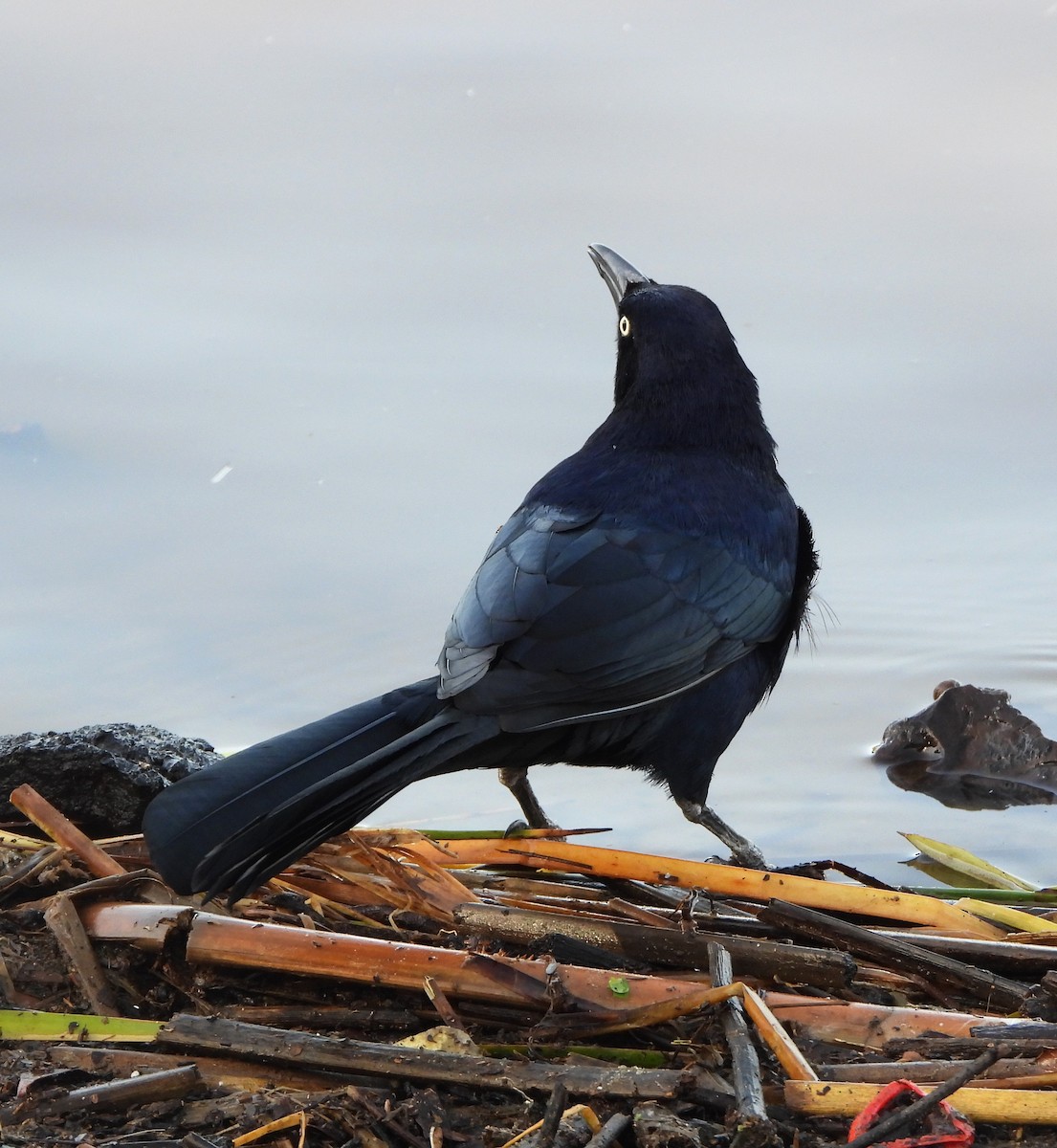 Great-tailed Grackle - ML615880222