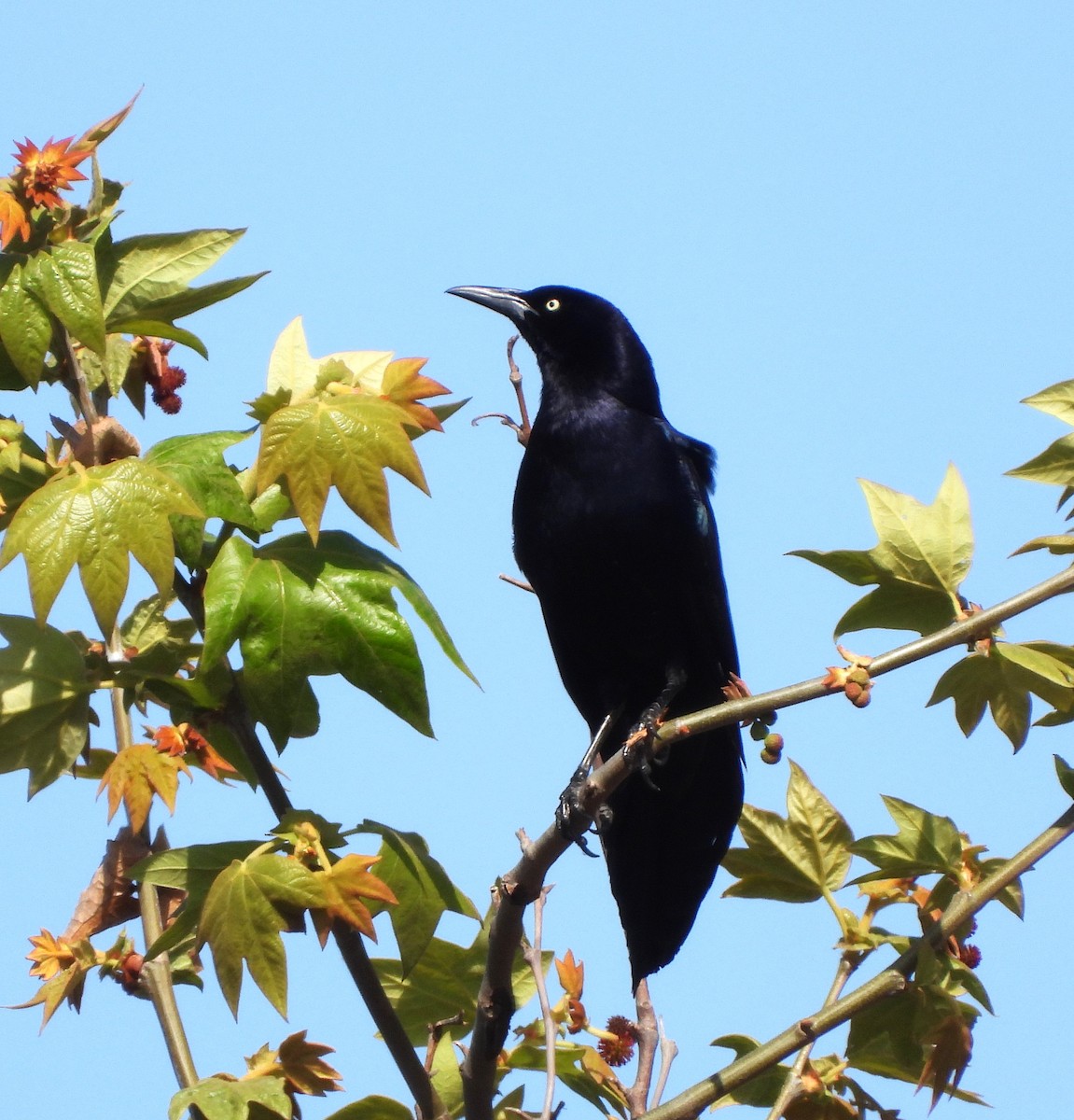 Great-tailed Grackle - ML615880223
