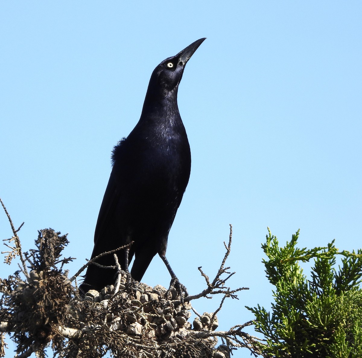 Great-tailed Grackle - ML615880224