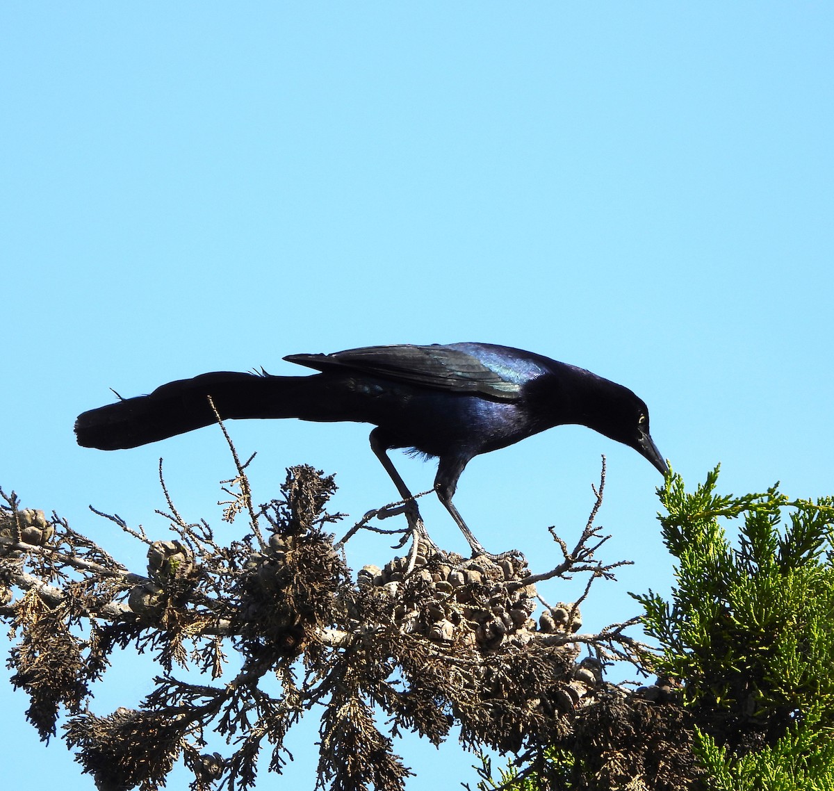 Great-tailed Grackle - ML615880225
