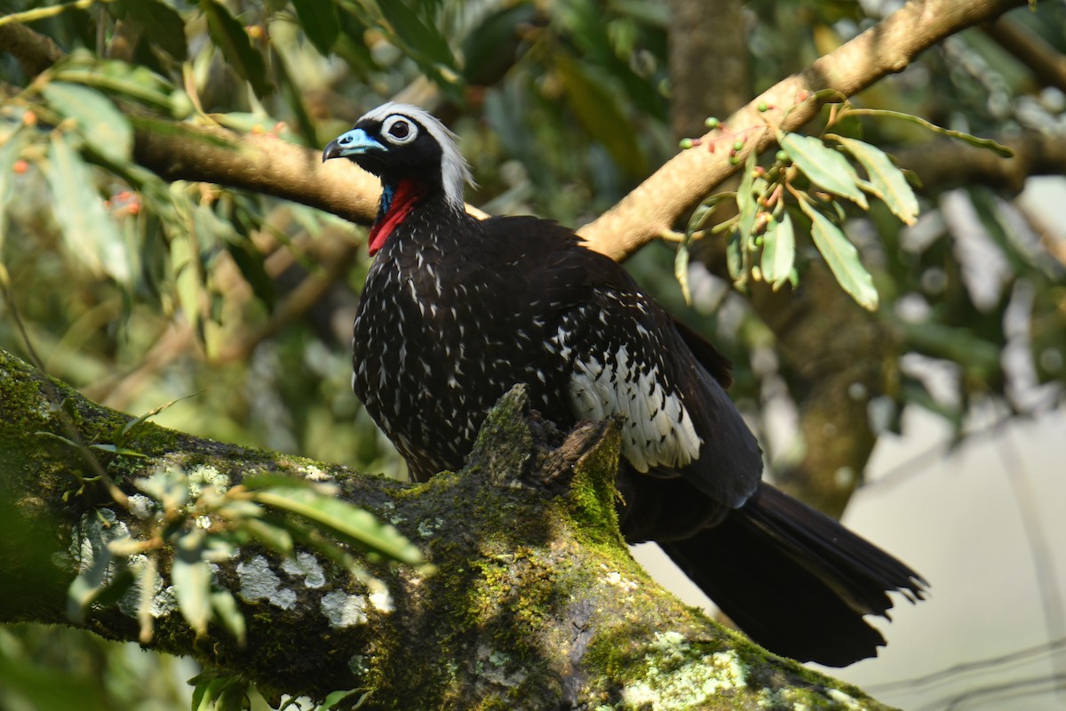 Black-fronted Piping-Guan - ML615880228