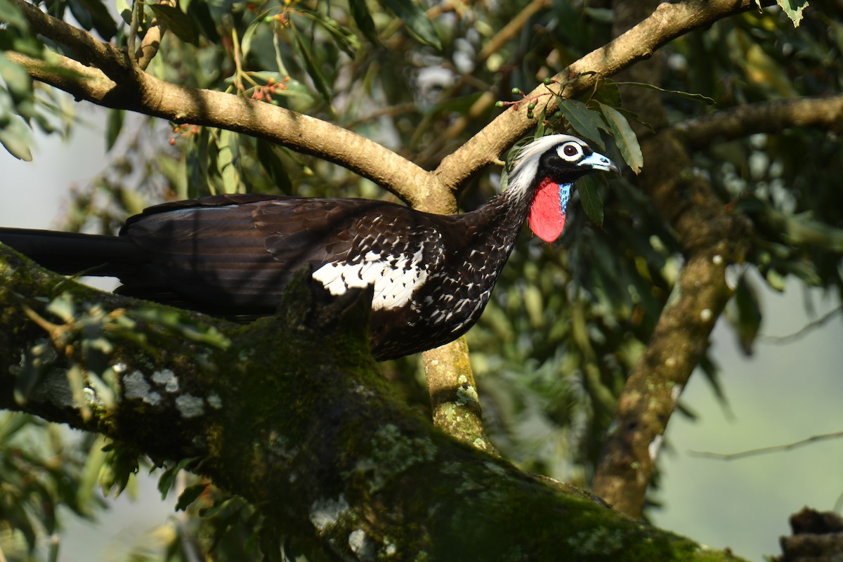 Black-fronted Piping-Guan - ML615880230