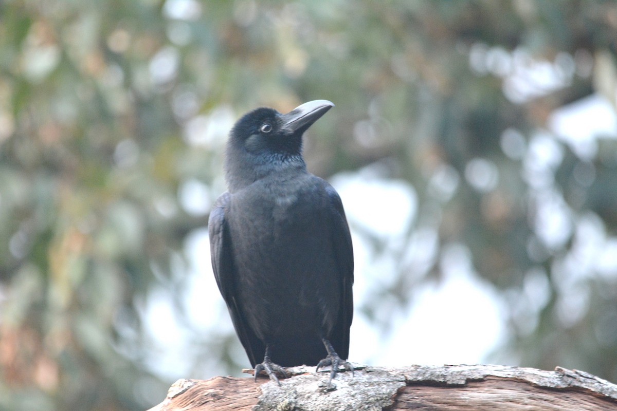 Large-billed Crow - ML615880298