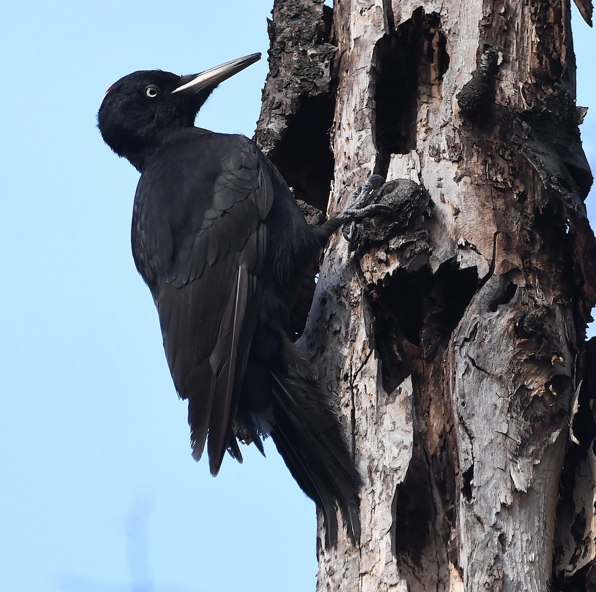 Black Woodpecker - ML615880306