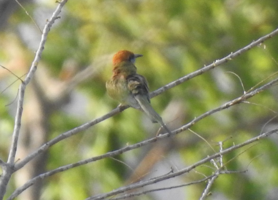 Chestnut-headed Bee-eater - ML615880506