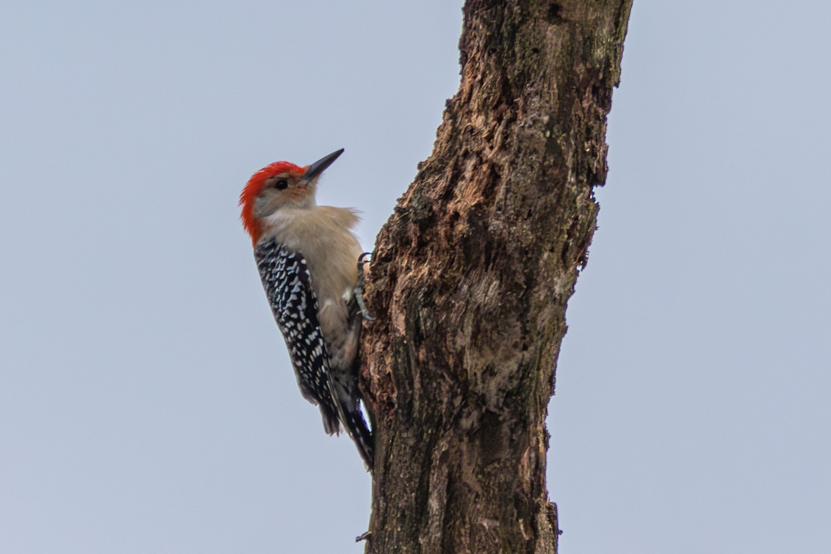 Red-bellied Woodpecker - ML615880551