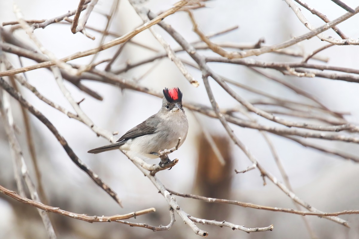 Pileated Finch - ML615880555