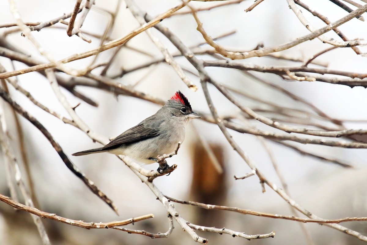 Pileated Finch - ML615880556