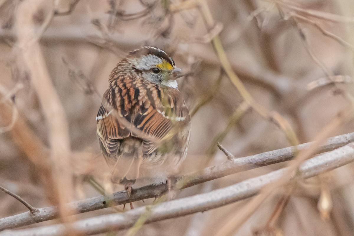 White-throated Sparrow - ML615880579