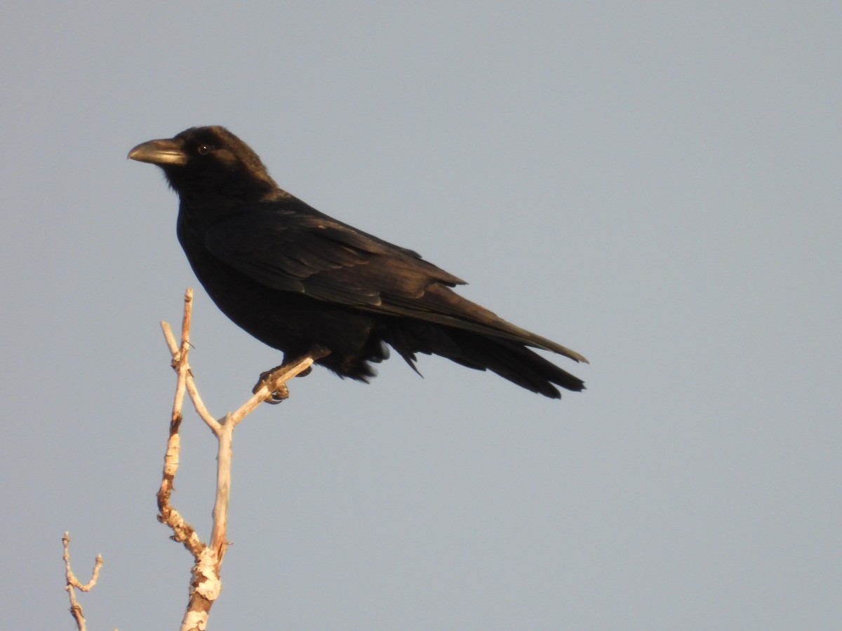 Common Raven - Vince Hiebert