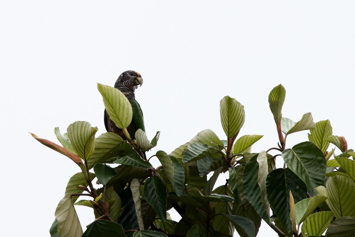 Speckle-faced Parrot (White-capped) - ML615880774