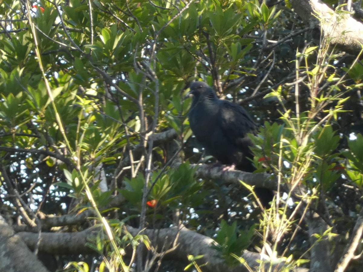 Black Wood-Pigeon - ML615880881