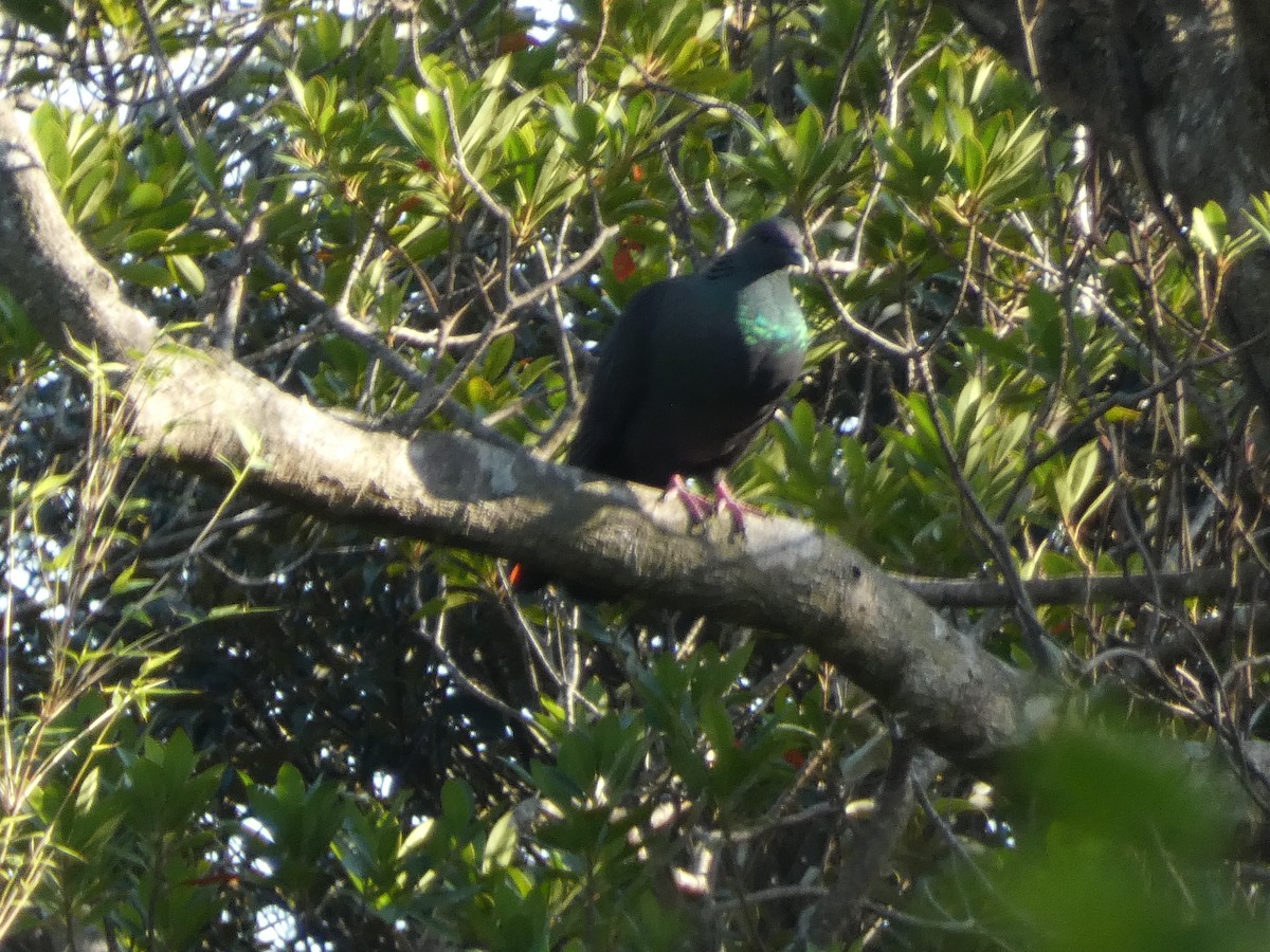 Black Wood-Pigeon - ML615880882