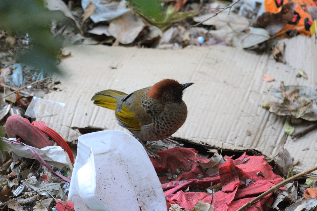 Chestnut-crowned Laughingthrush - ML615880934