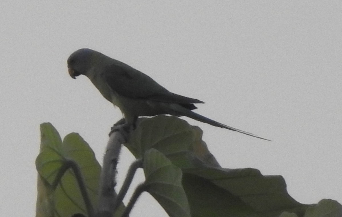 Blossom-headed Parakeet - ML615881035
