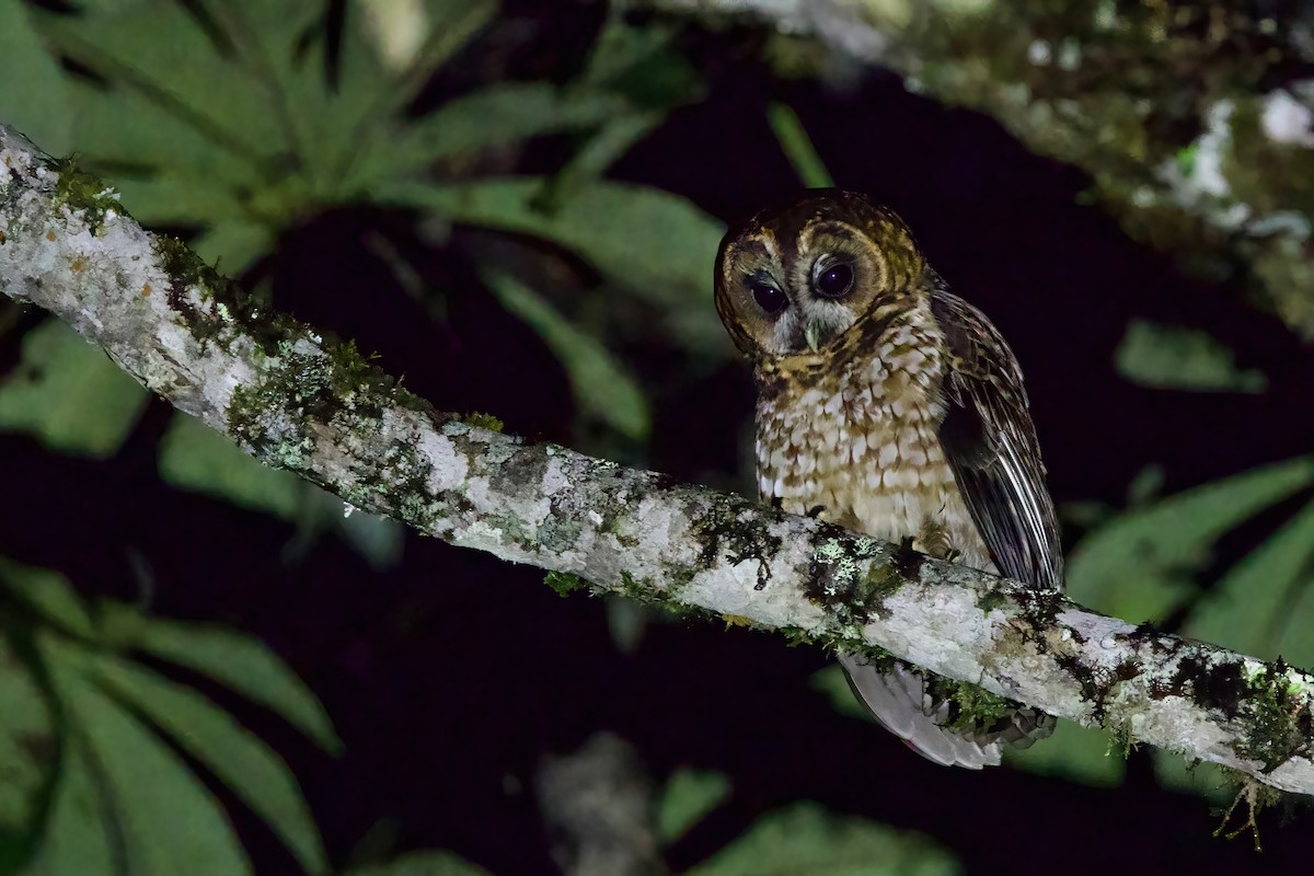 Rufous-banded Owl - ML615881040