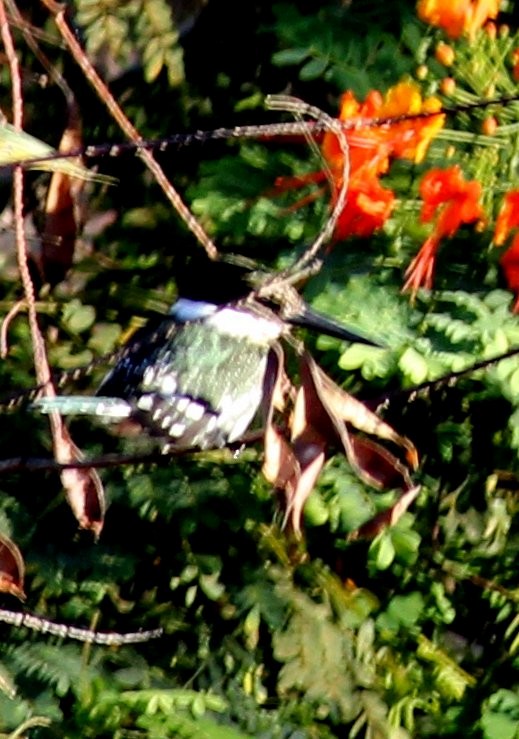 Green Kingfisher - ML615881041