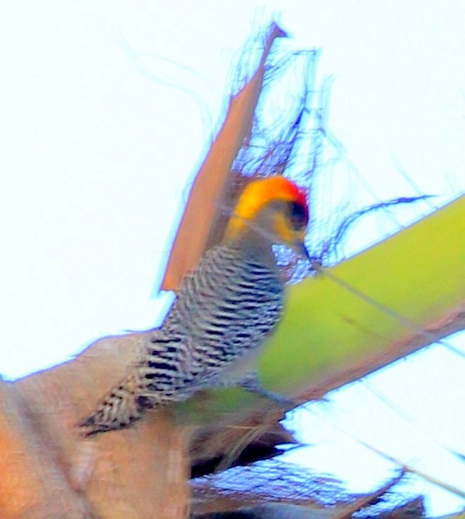 Golden-cheeked Woodpecker - ML615881059