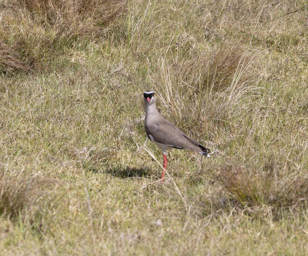 Crowned Lapwing - ML615881071
