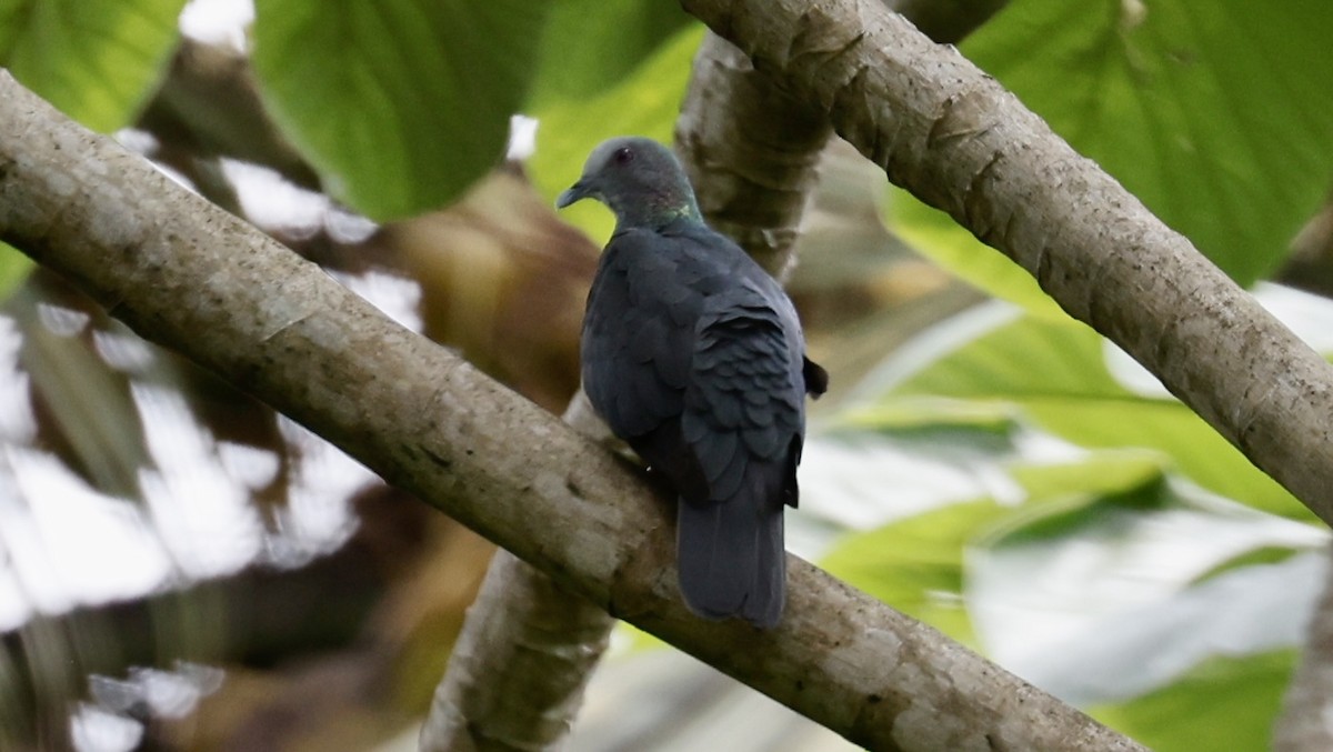 Sao Tome Pigeon - ML615881259
