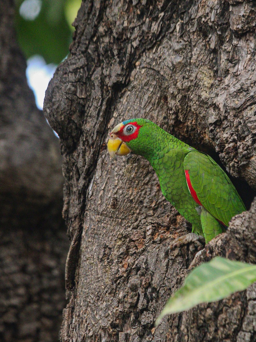 White-fronted Parrot - ML615881300