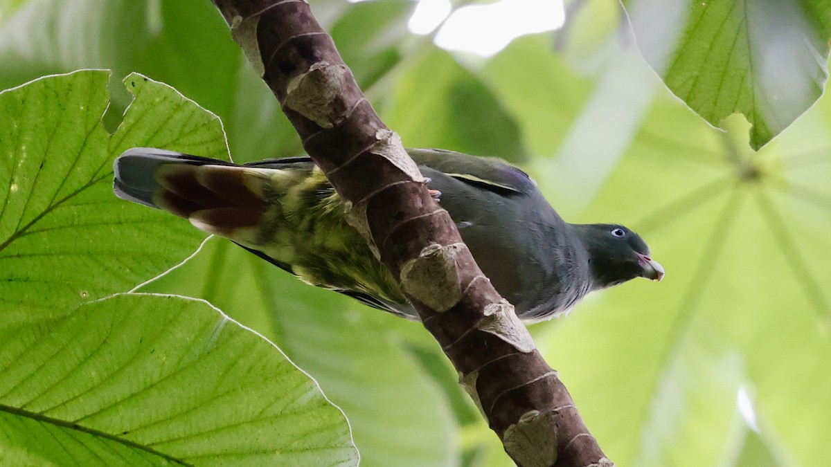 Sao Tome Green-Pigeon - ML615881319