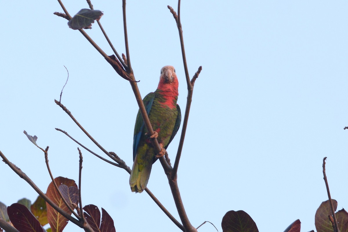 Cuban Parrot (Bahamas) - ML615881436