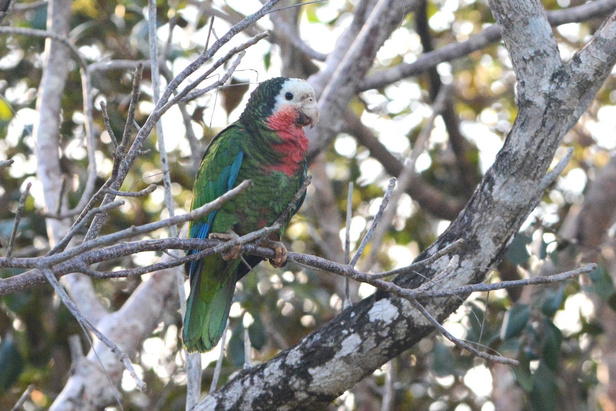 Cuban Parrot (Bahamas) - ML615881437