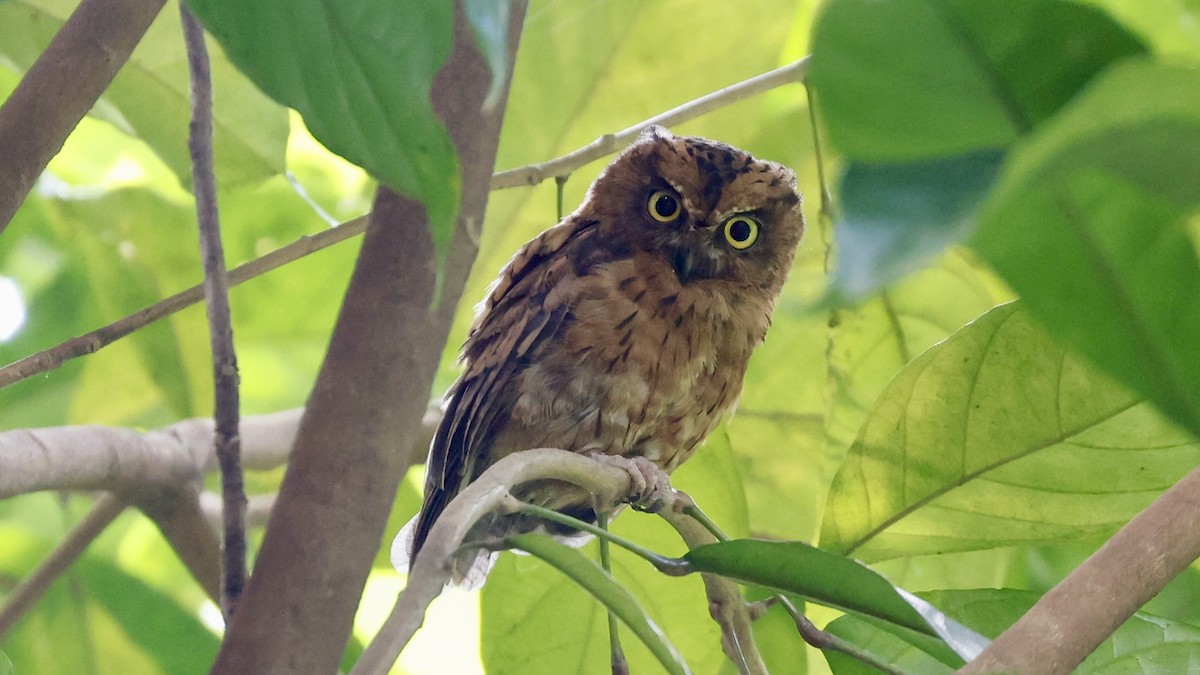 Sao Tome Scops-Owl - ML615881505