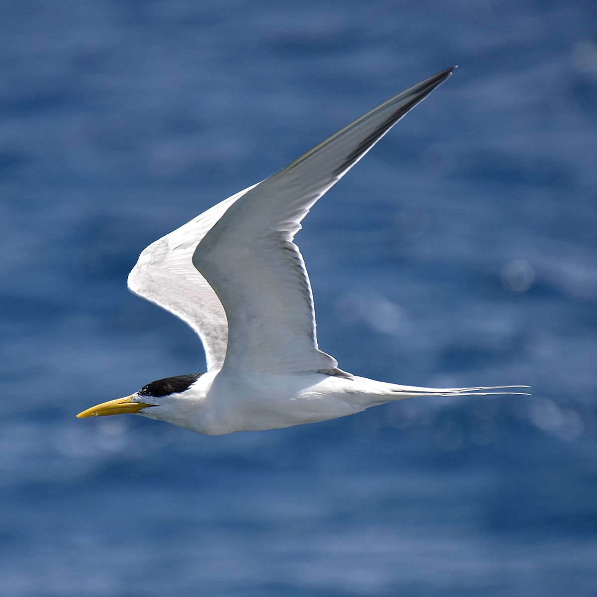 Great Crested Tern - ML615881576