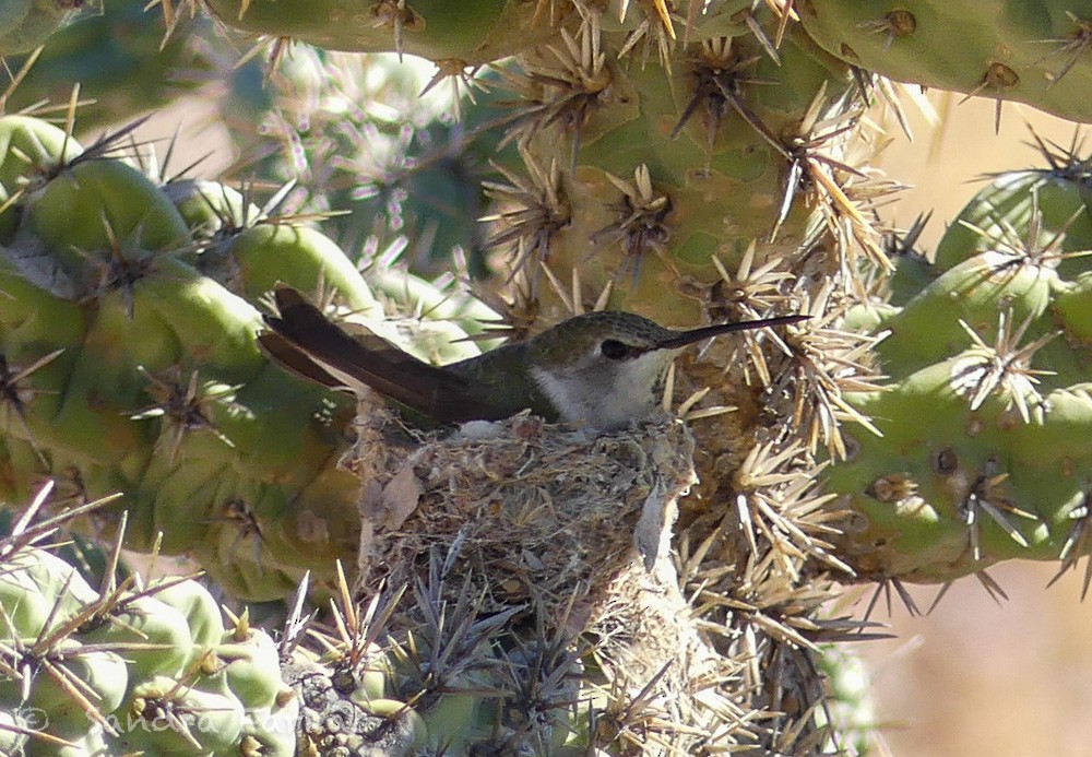 Costa's Hummingbird - ML615881591